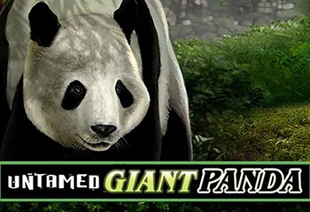 Untamed Giant Panda